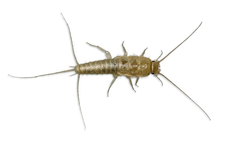 All You Need To Know About The Silverfish Bug