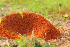 Fire Ant Nest | Any Pest Inc