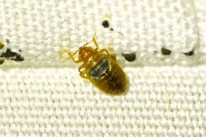 What To Do If You Have Bed Bugs And How To Treat Them Any Pest Inc