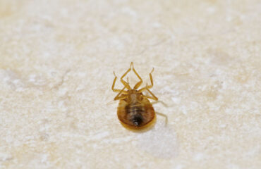 Bed Bug Control | Any Pest