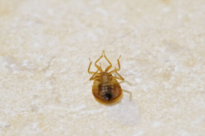 Bed Bug Control | Any Pest
