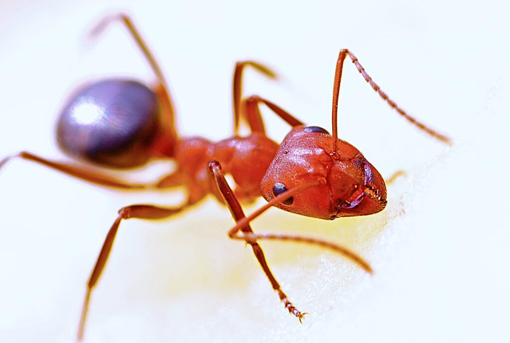 Fire Ants In Georgia | Any Pest Inc