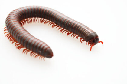 Millipedes | Any Pest