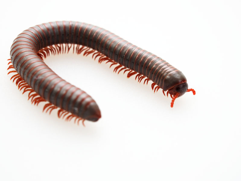 Millipedes | Any Pest