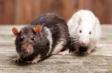 Dangers Of Rodents In Home | Any Pest