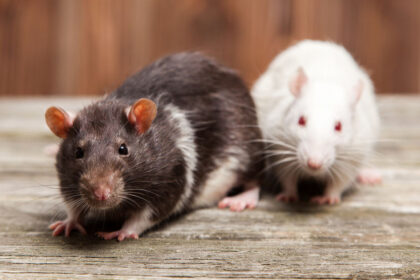 Pet rat Dangers Of Rodents In Home | Any Pest