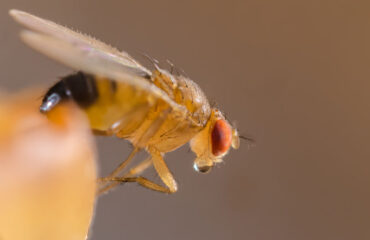 Fruit Flies Prevention | Any Pest Inc