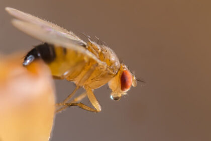 Fruit Flies Prevention | Any Pest Inc