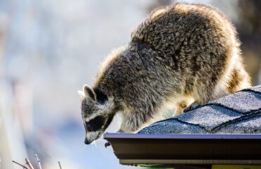 Raccoons In My Attic | Any Pest, Inc
