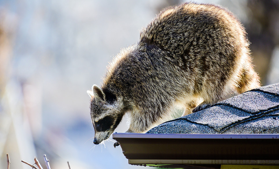 Raccoon in Attic is Dangerous- Find out Why