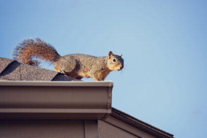 Dangers of Squirrels in Your Home | Any Pest