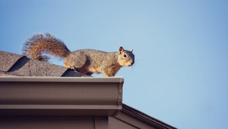 Dangers of Squirrels in Your Home | Any Pest