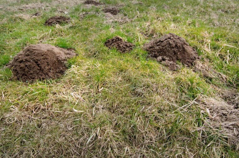 How To Get Rid Of Moles In Your Yard | Wildlife Control | Lookout Pest ...