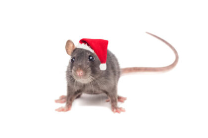 Keep Wildlife Out Of Your Home | Any Pest