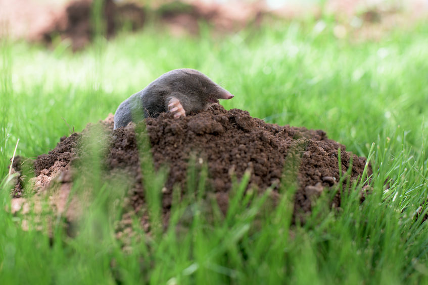 How To Get Rid Of Moles In Your Yard | Any Pest
