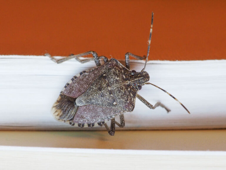 why-do-stink-bugs-invade-your-home-in-winter-lookout-pest-control