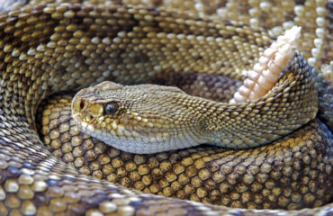 Snakes In GA | Any Pest