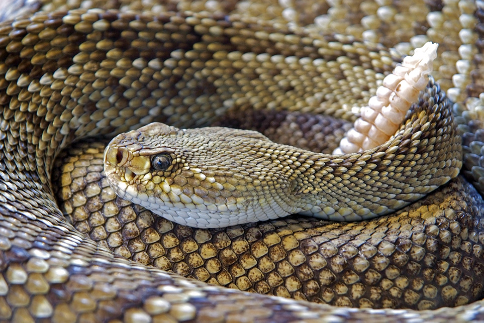 Snakes In GA | Any Pest