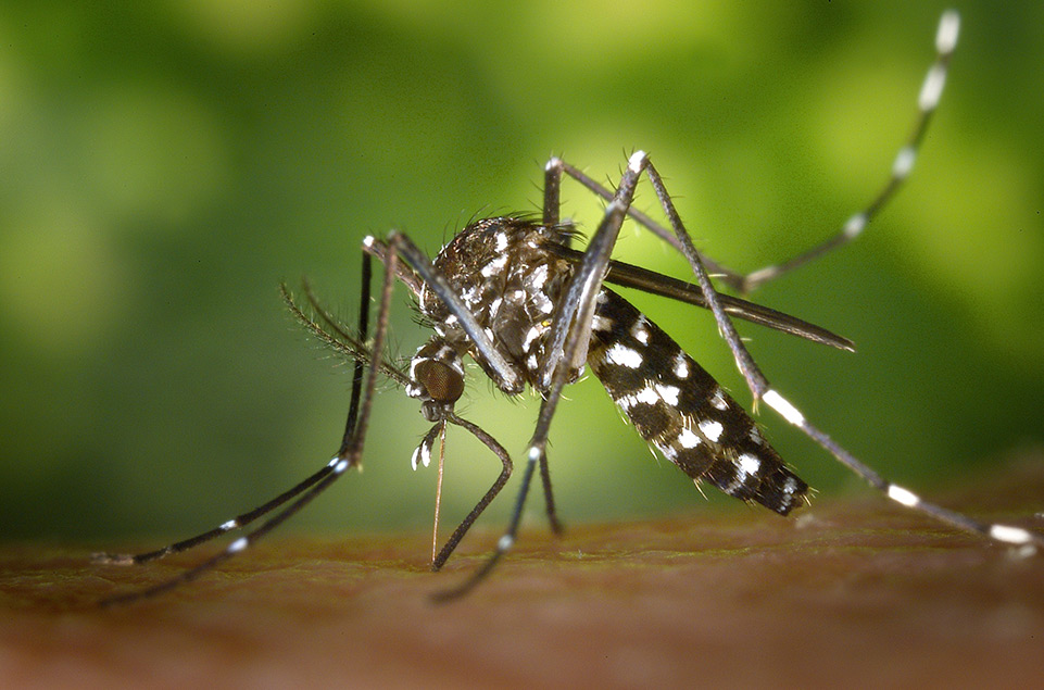 mosquito control service | Any Pest
