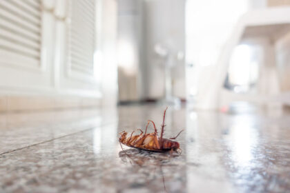 Springtime Pests | Any Pest