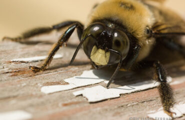 Carpenter Bee Prevention For Your Home | Any Pest