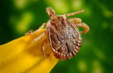 Tick Prevention For Your Home | Any Pest