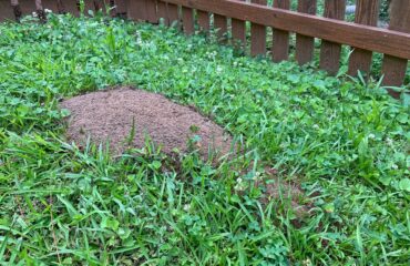 How To Prevent Any Hills In Your Yard | Any Pest
