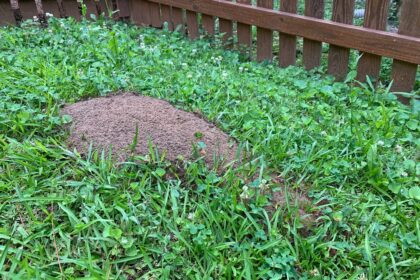 How To Prevent Any Hills In Your Yard | Any Pest