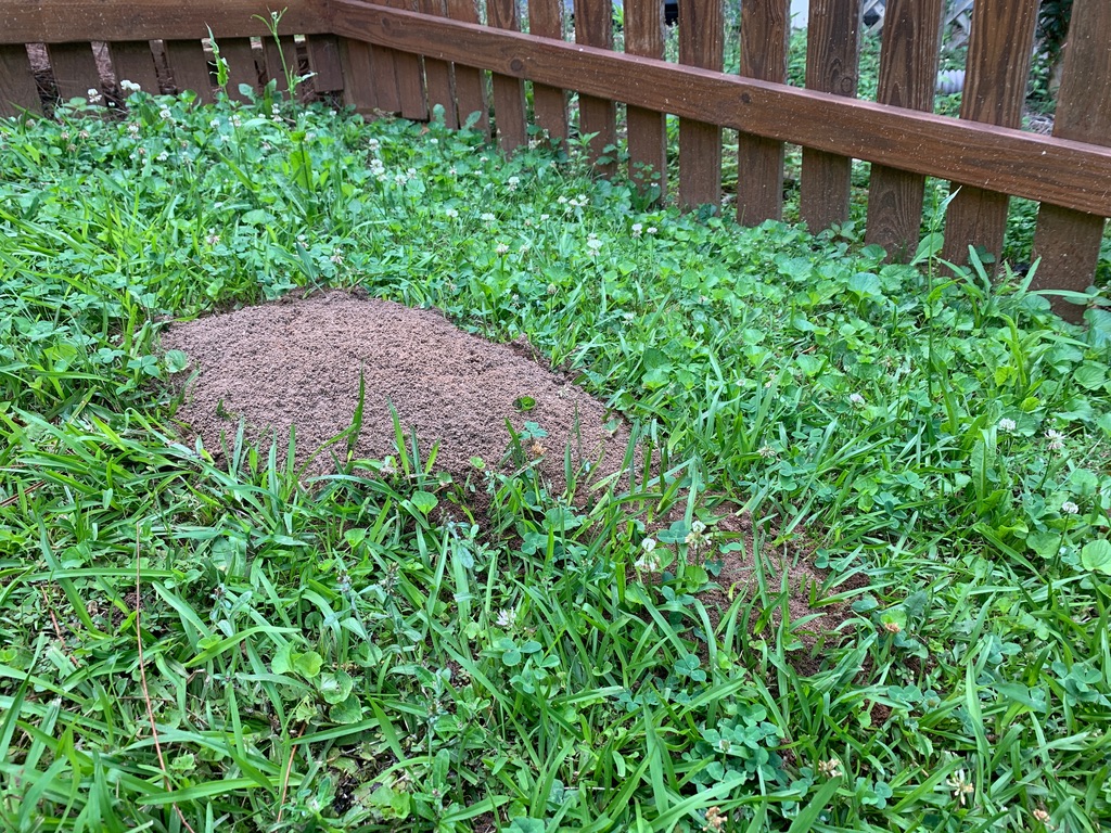 How To Prevent Any Hills In Your Yard | Any Pest