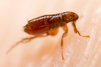 Fleas In Your Home | Any Pest