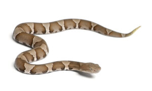 Copperhead Snake In Georgia | Any Pest