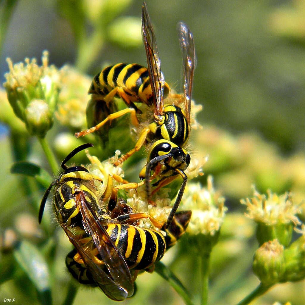 Yellow Jacket Prevention | Any Pest