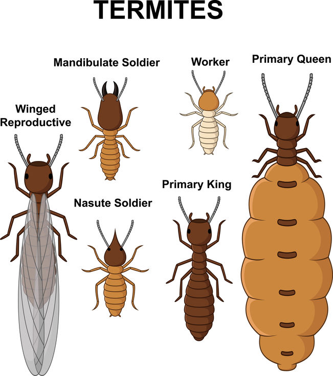 The Homeowner's Guide To Termites In Georgia | Lookout Pest Control