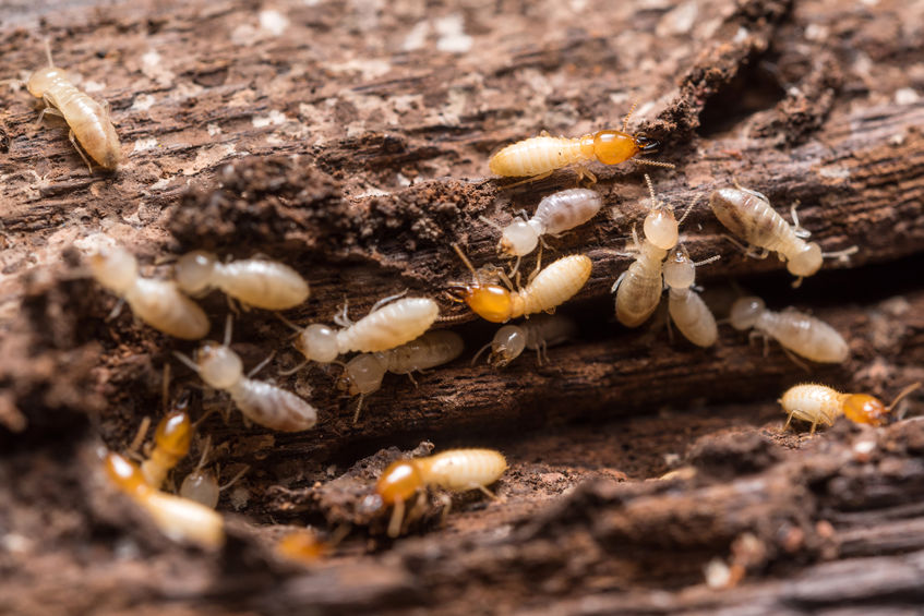 The Homeowner S Guide To Termites In Georgia Any Pest