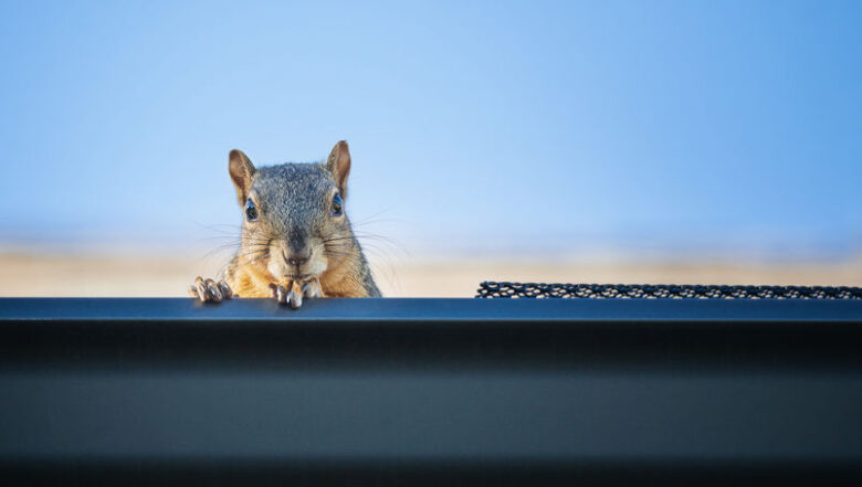 How To Prevent Squirrels in Attic | Any Pest
