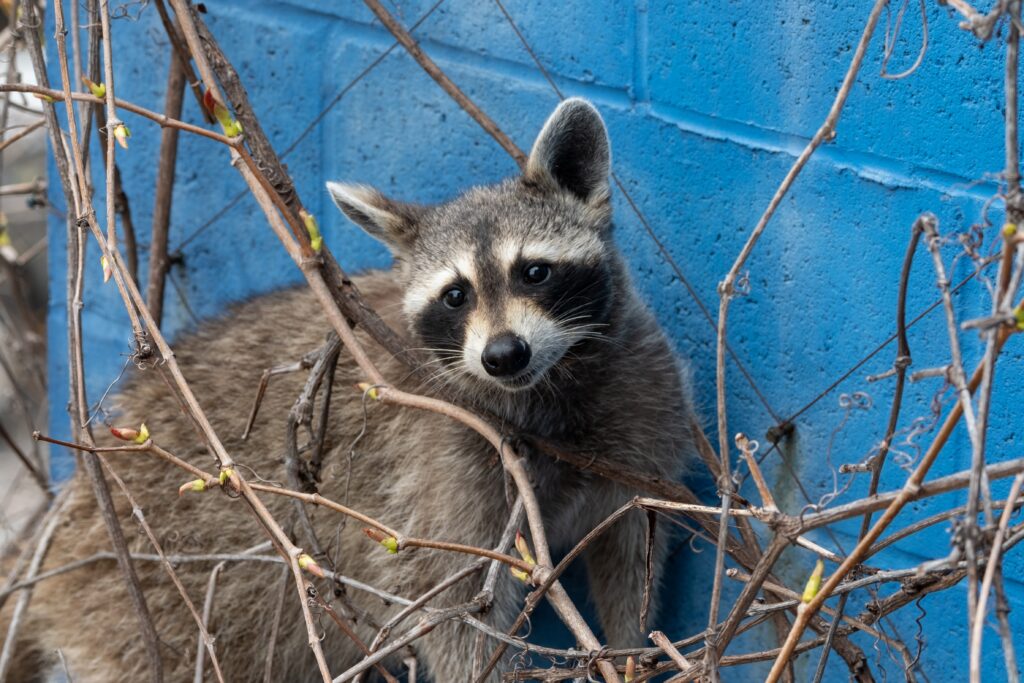 How To Remove Raccoons From Your Home Lookout Pest Control Blog 6577