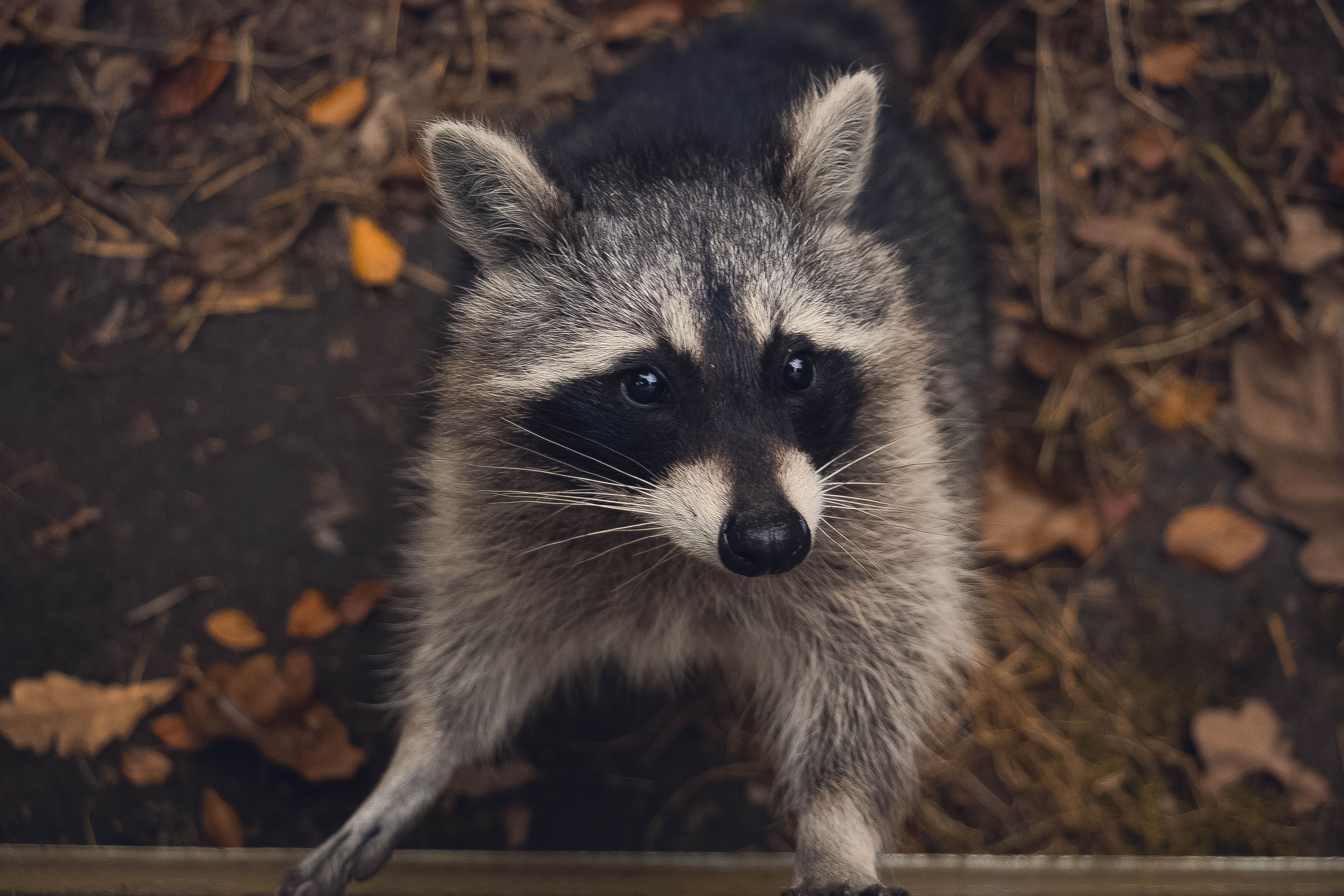 How To Remove Raccoons From Your Home Any Pest