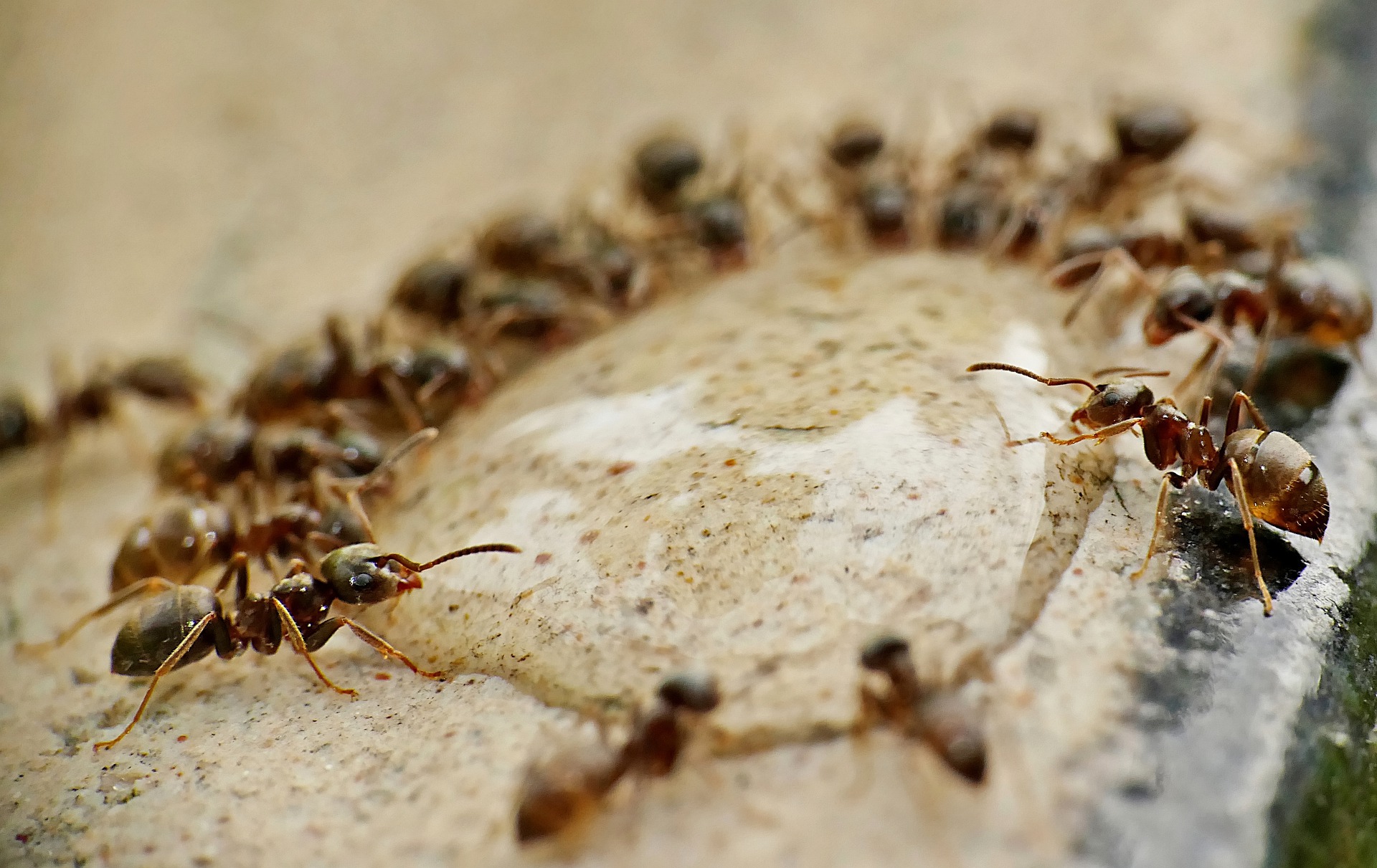 Can Ants Be Beneficial To Your Yard?