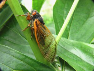 Cicadas Are Coming, Here Is What You Need To Know | Lookout Pest ...