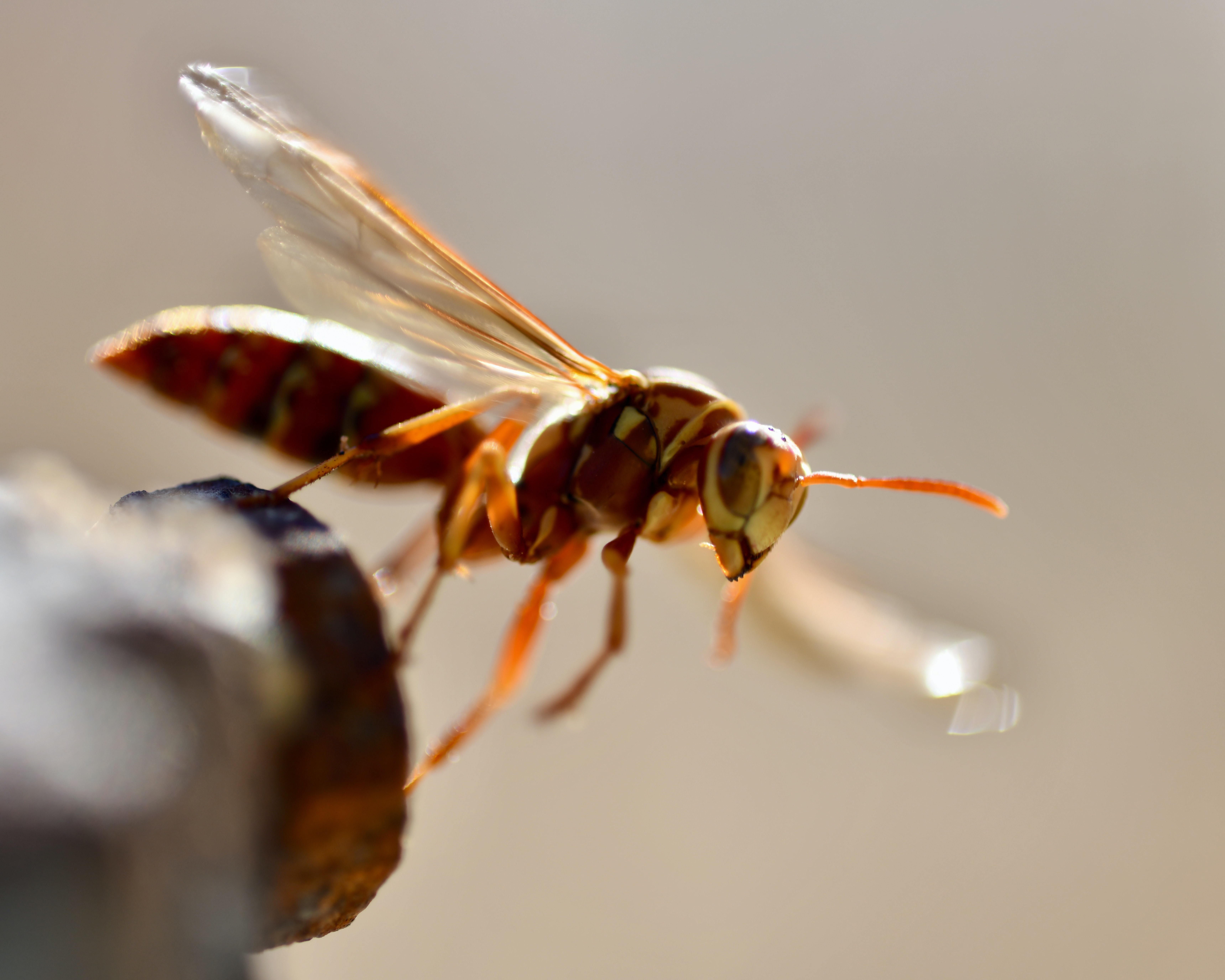 What Seasons Are Wasps Most Active?
