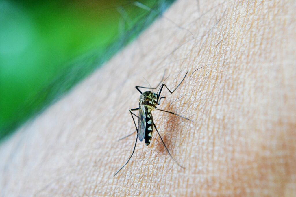 Can Mosquitos Be Harmful To Your Pets? | Any Pest | Mosquito Control
