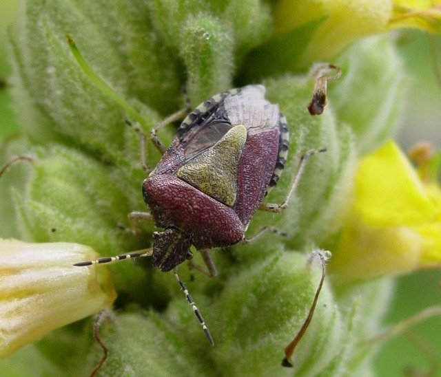 stink-bug-identification-habits-behavior-active-pest-control