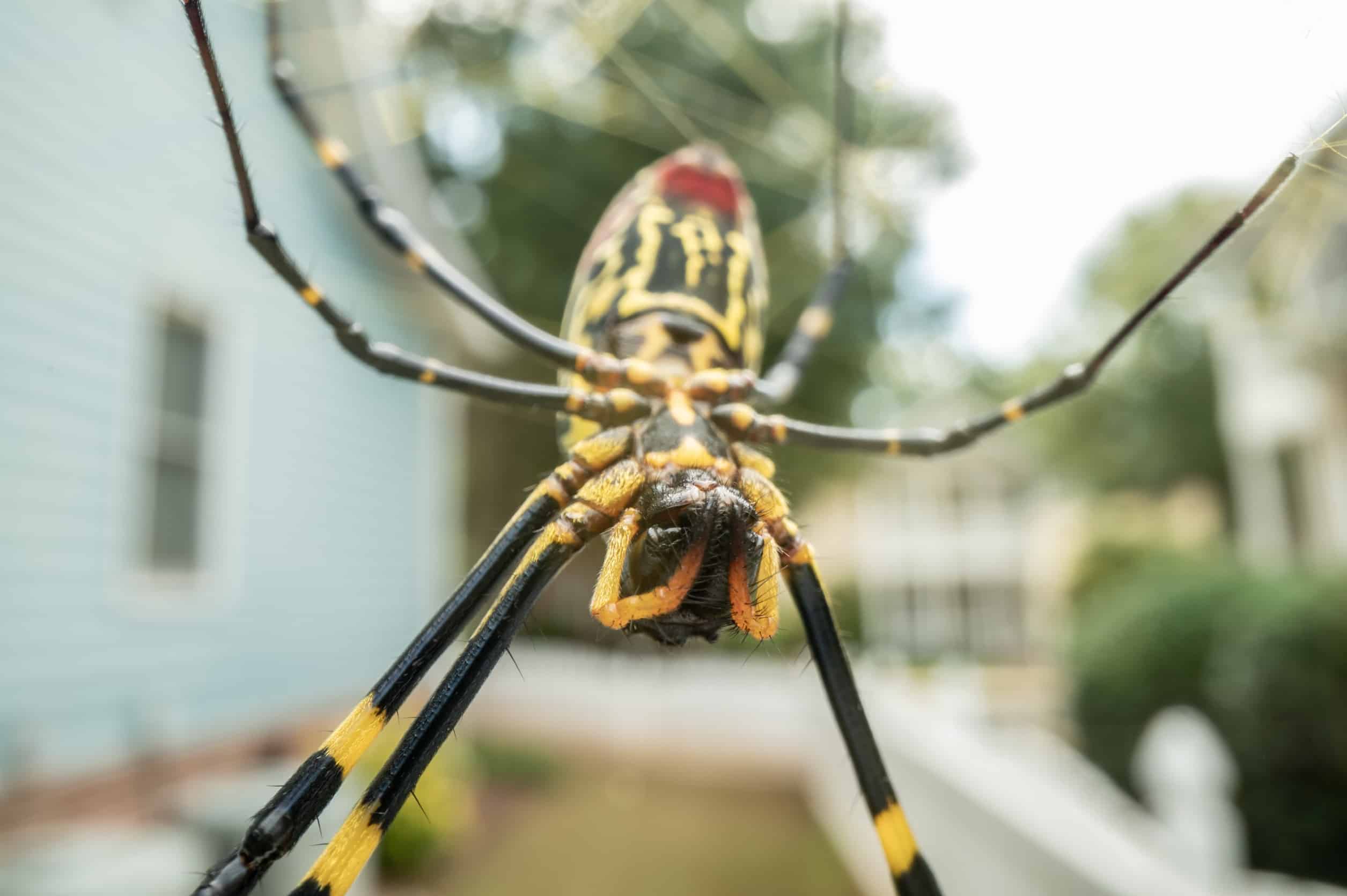 Are Orb Weaver Spiders Dangerous?