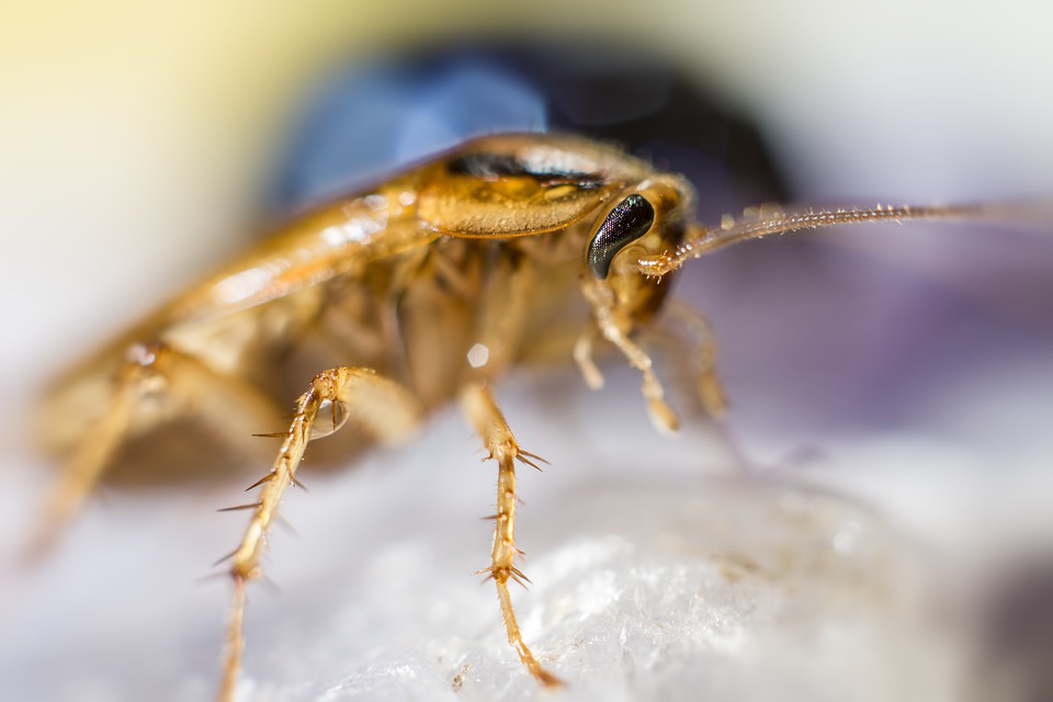 Identifying The Most Common Cockroaches In Georgia 