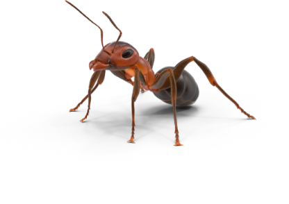 Ant Pest Control | Lookout Pest Control