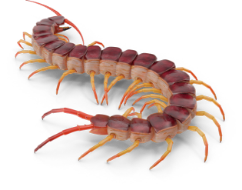 Centipede Pest Control | Any Pest