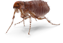 Flea Pest Control | Lookout Pest Control