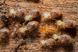 pest control company | termites | Lookout Pest Control