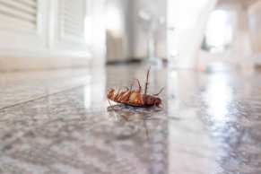 pest control company | cockroaches | Lookout Pest Control