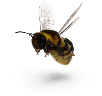 Bee Wildlife Control | Any Pest